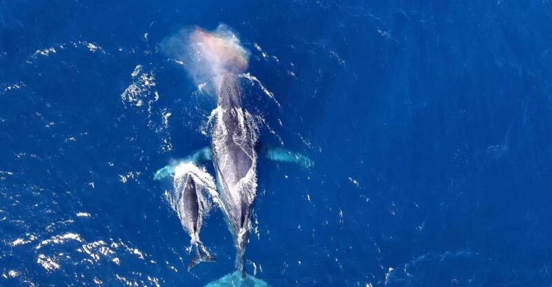 Naha, Okinawa: Kerama Islands Half-Day Whale Watching Tour - Whale Species and Behaviors