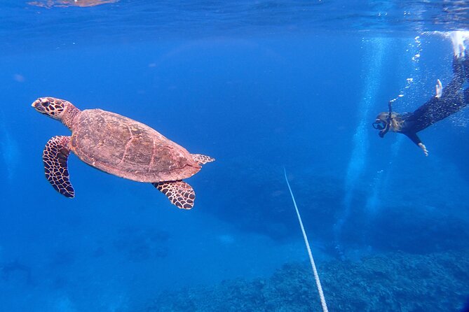NAHA Snorkeling Boat Trip (Afternoon Half-day ) - Group Size and Pricing