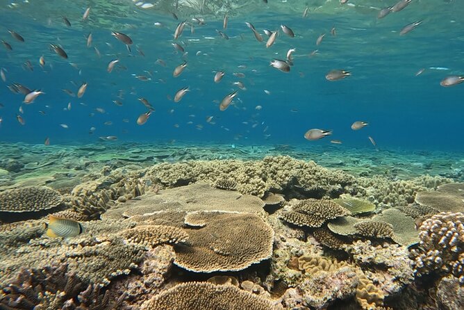 NAHA Snorkeling Boat Trip (Afternoon Half-day ) - Additional Considerations