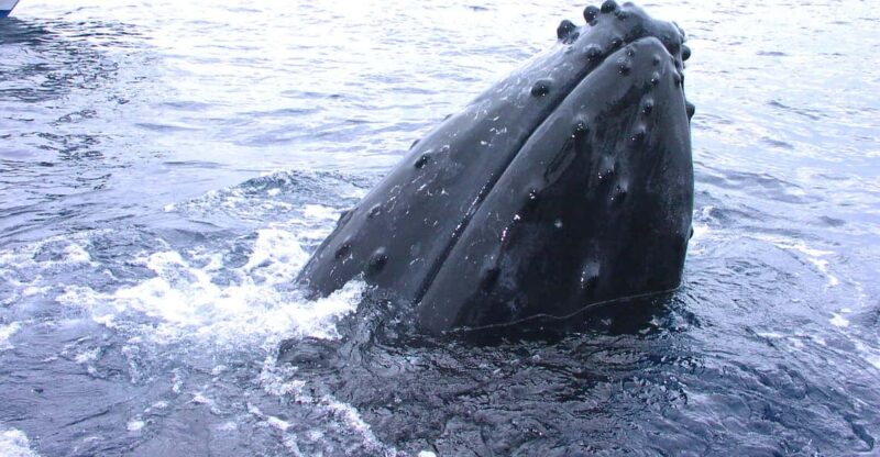 Naha: Snorkeling Kerama Islands/Limited Time Whale Watching - Pickup and Important Information