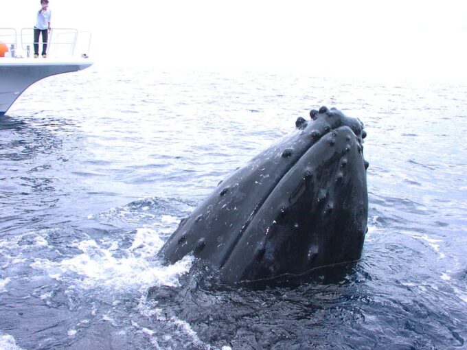 Naha: Snorkeling Kerama Islands/Limited Time Whale Watching - Preparing for the Kerama Islands Adventure