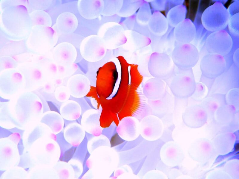 Naha:Kerama Island Experience Dive/Snorkeling/Whale Watching - Inclusions and Restrictions