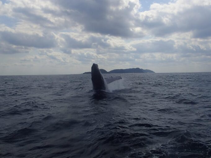 Naha:Kerama Island Experience Dive/Snorkeling/Whale Watching - Frequently Asked Questions