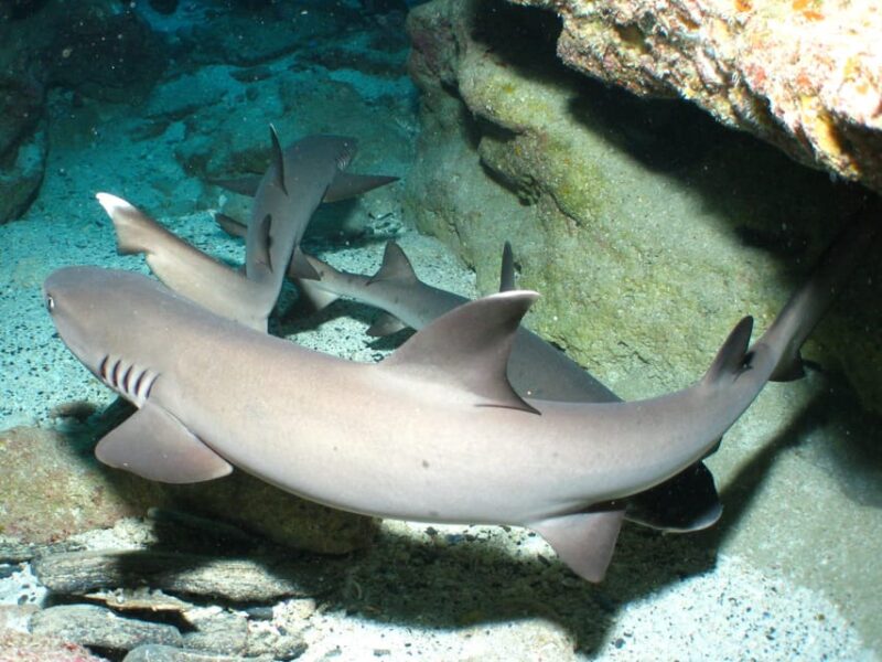 Naha:Kerama Islands 2 Fun Dive/Whale Watching Limited Time - Diving and Whale Watching Experience