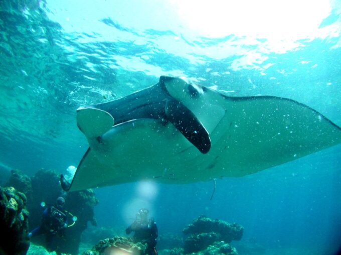 Naha:Kerama Islands 2 Fun Dive/Whale Watching Limited Time - Diving Certification Requirement