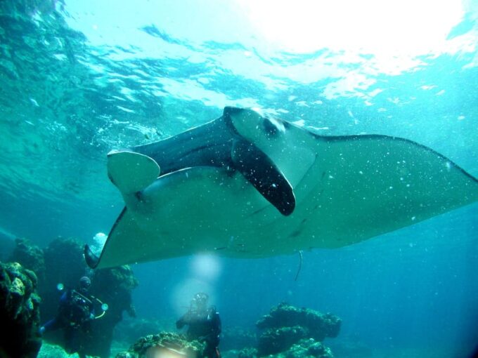 Naha:Kerama Islands 2 Fun Dive/Whale Watching Limited Time - Pickup and Dropoff Details