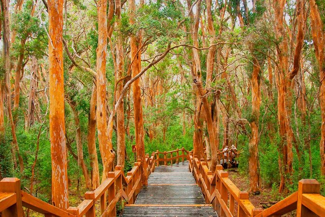 Nahuel Huapi Lake Cruise With Victoria Island and Arrayan Forest Walk - Highlights of the Itinerary