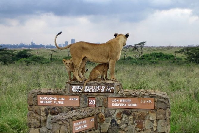 Nairobi Airport Layover Half Day Tour to Nairobi National Park - Included in the Tour