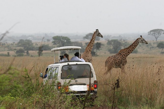 Nairobi Airport Layover Half Day Tour to Nairobi National Park - Scenic Experiences