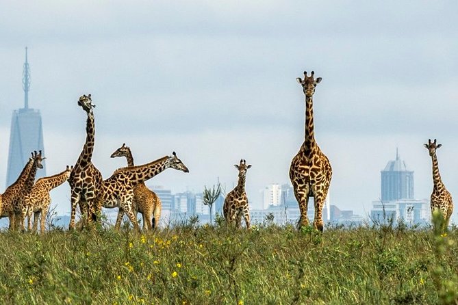 Nairobi Airport Layover Half Day Tour to Nairobi National Park - Personalized Service
