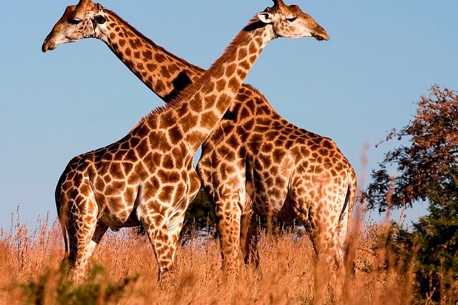 Nairobi Airport Layover Half Day Tour to Nairobi National Park - Accessibility and Cancellation