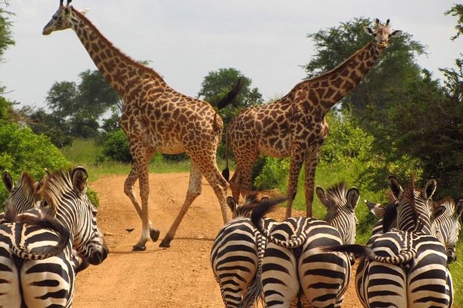 Nairobi Airport Layover Half Day Tour to Nairobi National Park - Customer Feedback