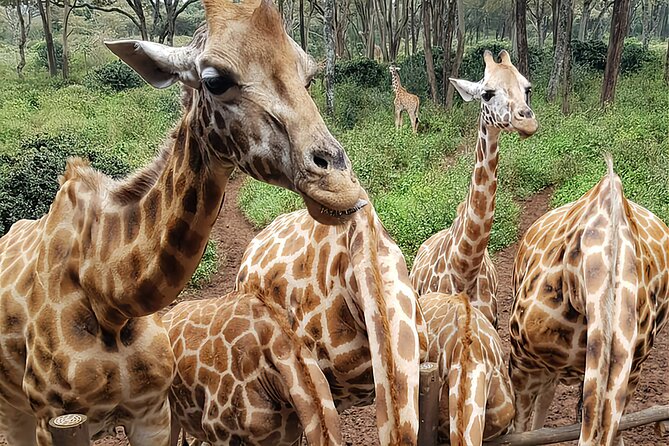 Nairobi City Sights, Giraffe Encounters and Bomas Kenya Tour - Experience Highlights