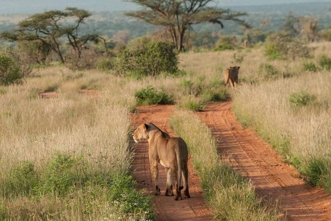 Nairobi Nat Park,Sheldrick Elephant Giraffe Centre&Karen Blixen - Transportation and Logistics