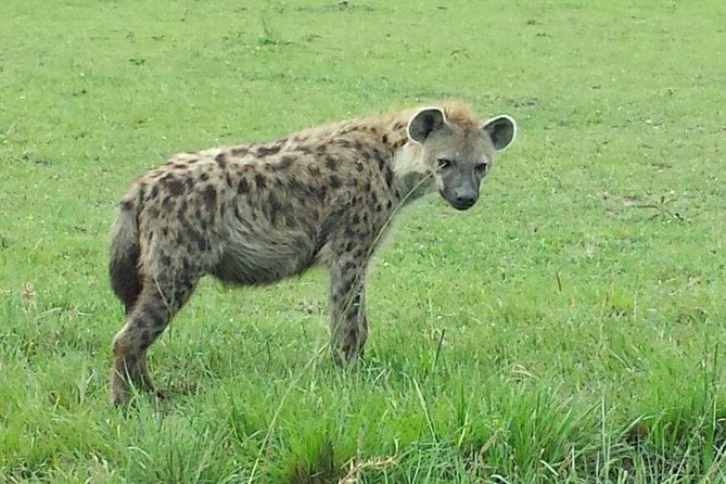 Nairobi National Park 1.p.m Game Drive - Meeting and Pickup Details