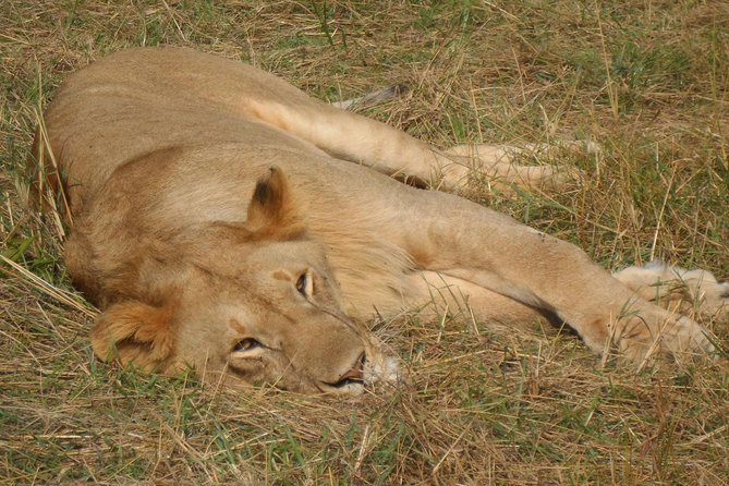 Nairobi National Park 1.p.m Game Drive - Accessibility and Participation