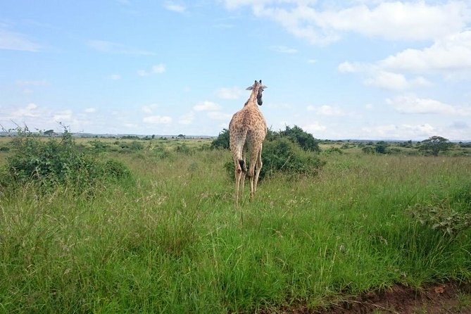 Nairobi National Park 1.p.m Game Drive - Tour Duration and Timing