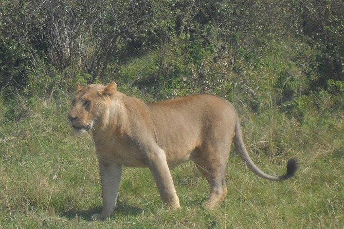 Nairobi National Park 1.p.m Game Drive - Additional Information