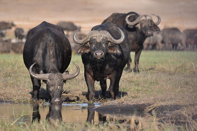 Nairobi National Park 6 Am Group-Joining Game Drive - Key Points