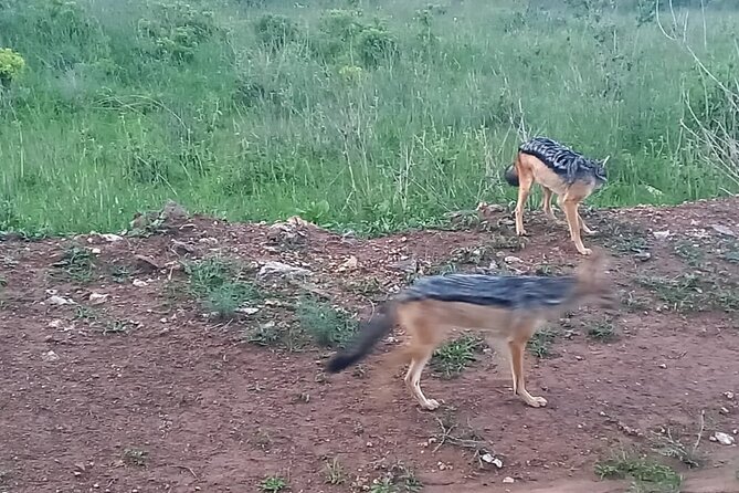 Nairobi National Park 6 Am Group-Joining Game Drive - Tour Schedule