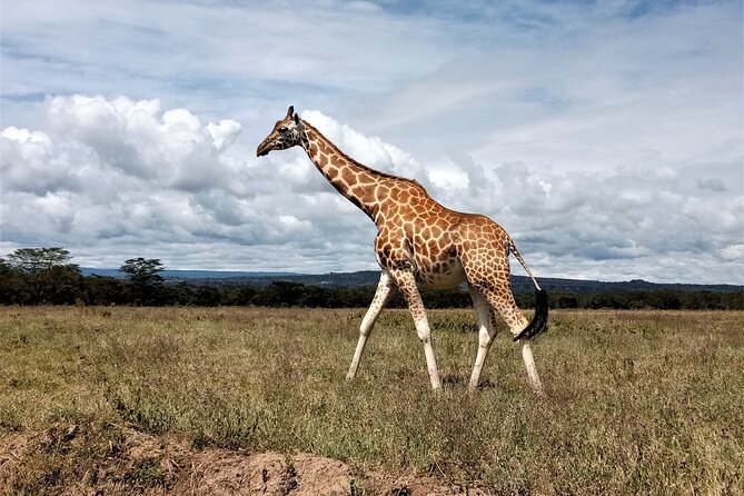 Nairobi National Park 6 Am Group-Joining Game Drive - Wildlife Viewing Opportunities