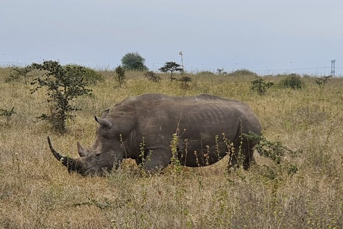 Nairobi National Park and Giraffe Center - Inclusions and Exclusions