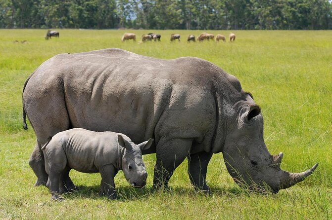 Nairobi National Park and Giraffe Center - Meeting and Pickup Details