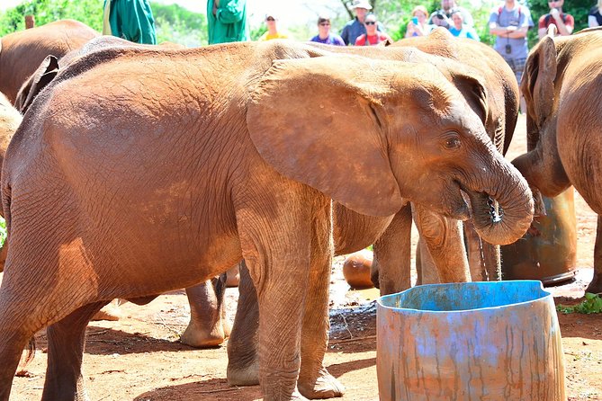 Nairobi National Park and Giraffe Center - Giraffe Center Experience