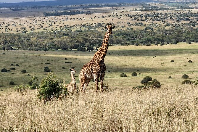 Nairobi National Park and Giraffe Center Tour - Transportation Options