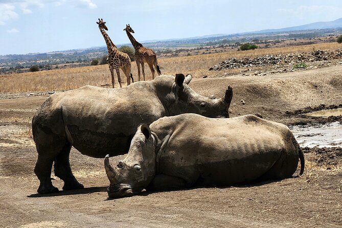 Nairobi National Park and Giraffe Center Tour - Additional Considerations