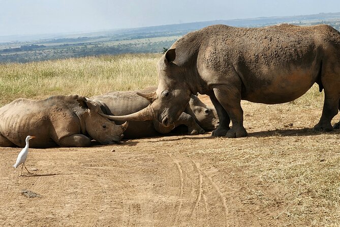 Nairobi National Park and Giraffe Center Tour - Cancellation Policy