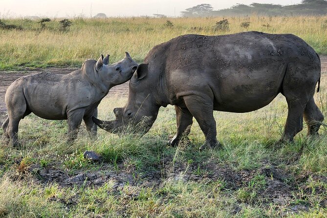 Nairobi National Park and Giraffe Center Tour - Pickup and Drop-off