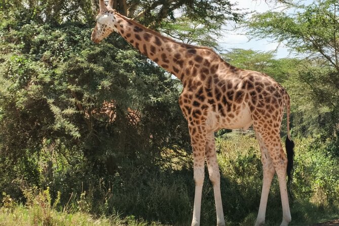 Nairobi National Park and Giraffe Centre Guided Safari Tour - Accessibility