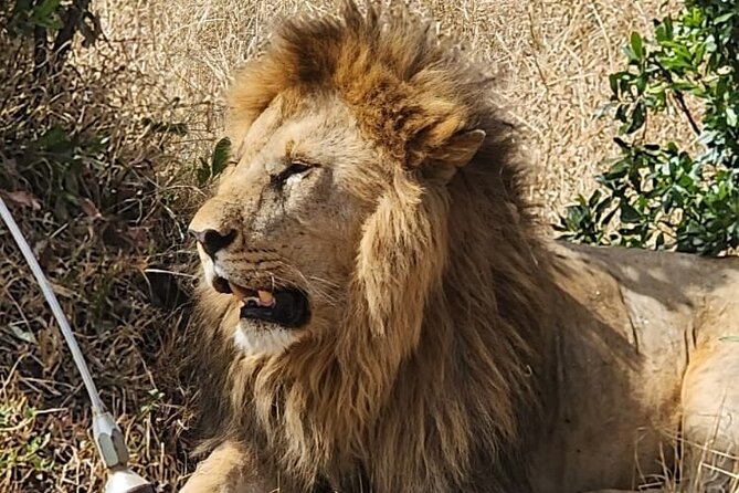Nairobi National Park and Giraffe Centre Guided Safari Tour - Highlights of Nairobi National Park