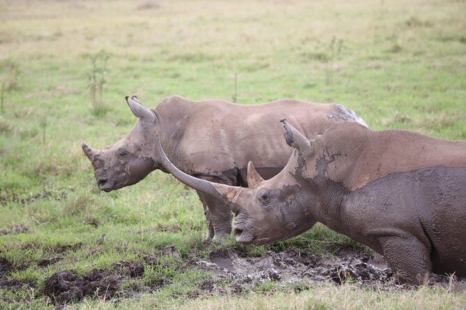 Nairobi National Park and Giraffe Centre Guided Safari Tour - Discovering the Giraffe Centre