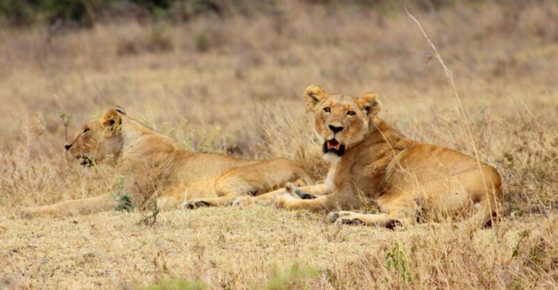 Nairobi National Park, Baby Elephant & Giraffe Center Tour - Safari Mini-Van Experience