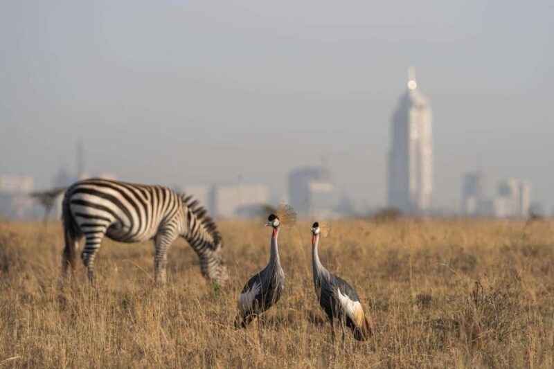 Nairobi National Park, Baby Elephant & Giraffe Center Tour - Rothschilds Giraffe Conservation