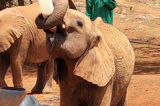 Nairobi National Park, Baby Elephant Orphanage and Giraffe Center - Inclusions