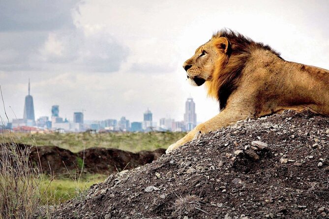Nairobi National Park, Baby Elephant Orphanage and Giraffe Center - Cancellation Policy