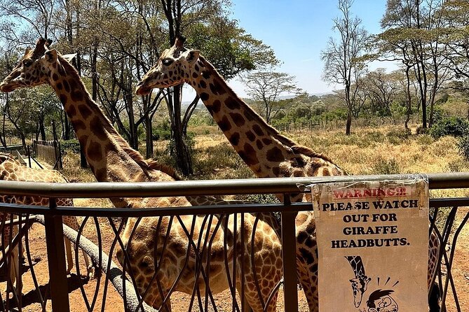 Nairobi National Park, Baby Elephant Orphanage and Giraffe Center - Nairobi National Park