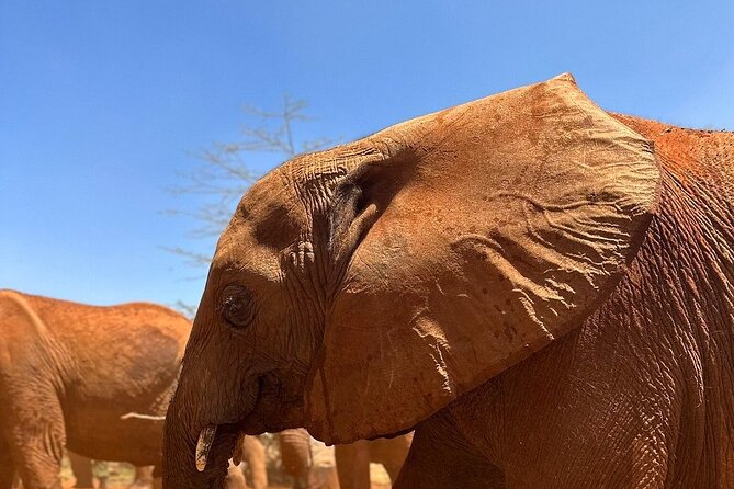 Nairobi National Park, Baby Elephant Orphanage and Giraffe Center - Giraffe Center