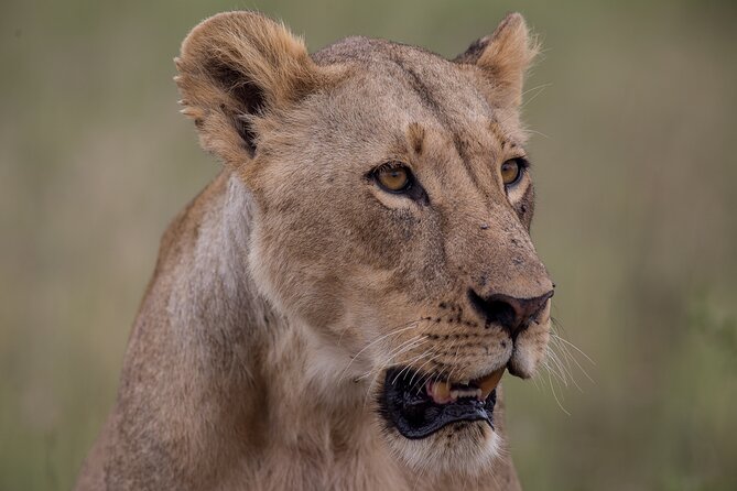Nairobi National Park Day Tour - Pickup and Meeting