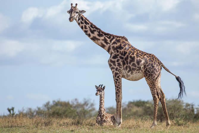 Nairobi National Park Day Tour - Tour Details