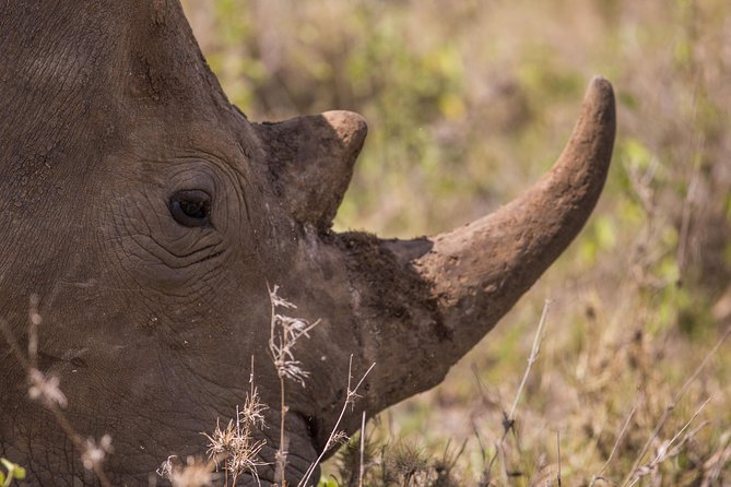 Nairobi National Park Day Tour - Schedule and Accessibility