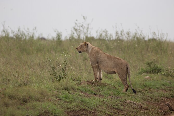 Nairobi National Park Day Tour - Location and Views