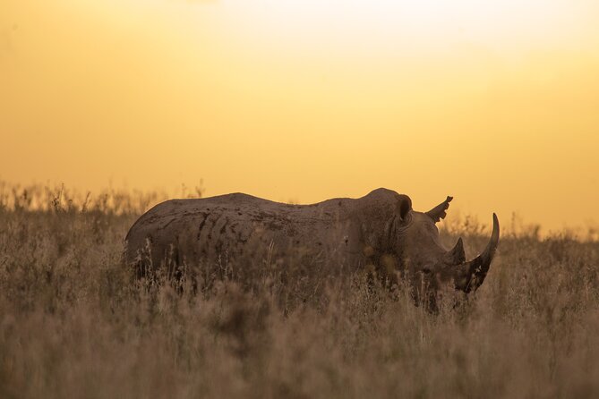 Nairobi National Park Day Tour - Tour Experience
