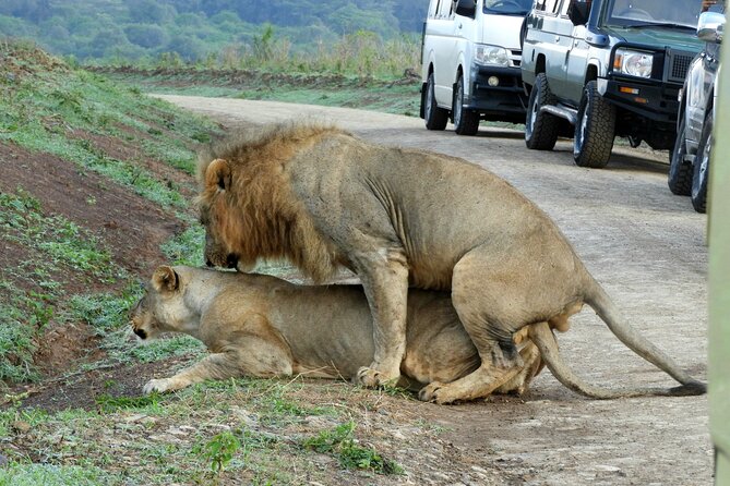 Nairobi National Park Drive (Small Group Tour) - Tour Accessibility