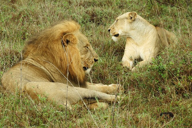 Nairobi National Park Drive (Small Group Tour) - Tour Group Size