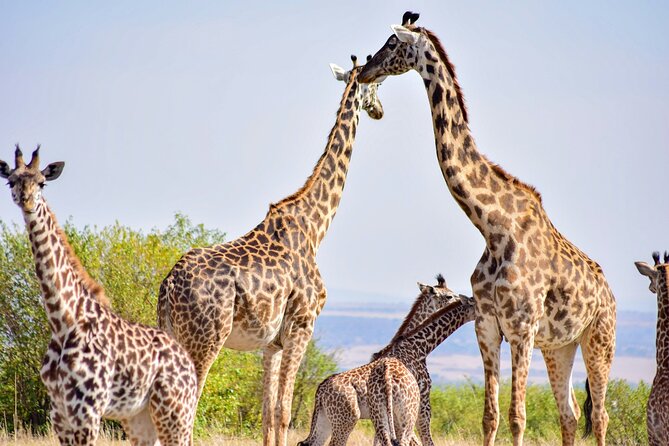Nairobi National Park Early Morning or Afternoon Game Drive - Reviews and Feedback