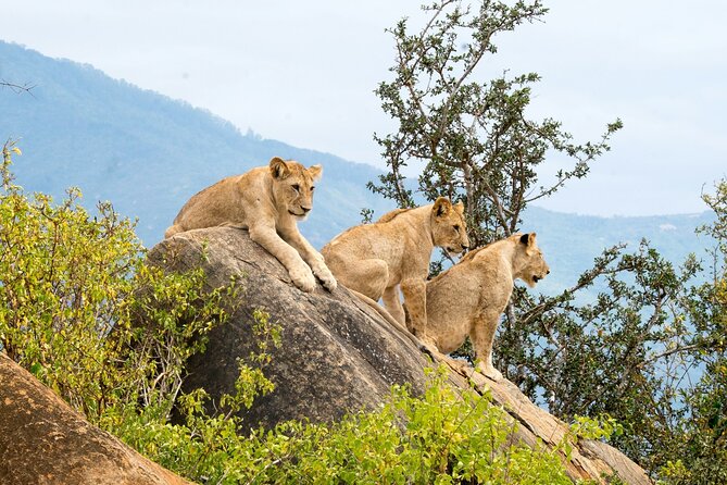 Nairobi National Park Early Morning or Afternoon Game Drive - Guide and Experience